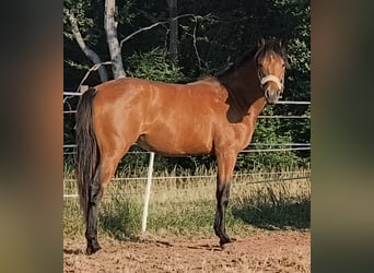 American Quarter Horse Mix, Klacz, 1 Rok, 155 cm