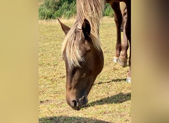 American Quarter Horse, Klacz, 1 Rok, 155 cm