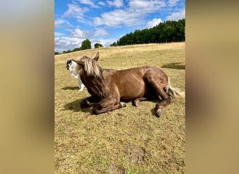 American Quarter Horse, Klacz, 1 Rok, 155 cm
