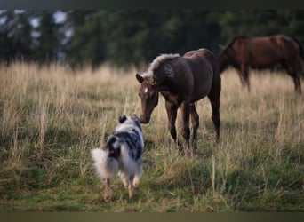 American Quarter Horse, Klacz, 1 Rok, 155 cm