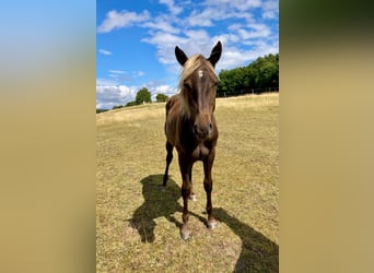 American Quarter Horse, Klacz, 1 Rok, 155 cm