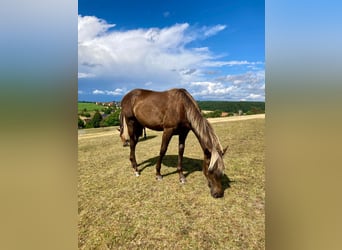 American Quarter Horse, Klacz, 1 Rok, 155 cm