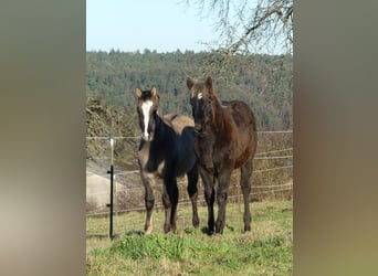 American Quarter Horse, Klacz, 1 Rok, 155 cm