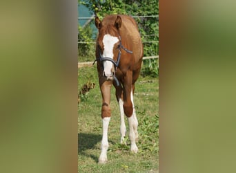 American Quarter Horse, Klacz, 1 Rok, 156 cm, Kasztanowata