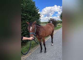 American Quarter Horse, Klacz, 1 Rok, 158 cm, Gniada