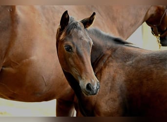 American Quarter Horse, Klacz, 1 Rok, 158 cm, Gniada