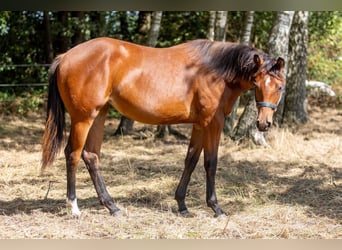 American Quarter Horse, Klacz, 1 Rok, 160 cm, Gniada