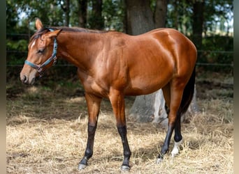 American Quarter Horse, Klacz, 1 Rok, 160 cm, Gniada