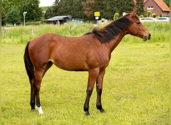 American Quarter Horse, Klacz, 1 Rok, 160 cm, Gniada