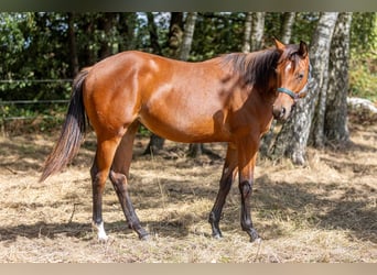 American Quarter Horse, Klacz, 1 Rok, 160 cm, Gniada