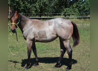 American Quarter Horse, Klacz, 1 Rok, 160 cm, Gniadodereszowata