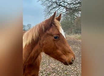 American Quarter Horse, Klacz, 1 Rok, 160 cm, Kasztanowata