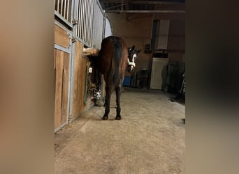 American Quarter Horse, Klacz, 1 Rok, 162 cm, Gniada