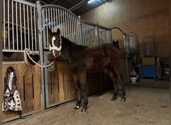 American Quarter Horse, Klacz, 1 Rok, 162 cm, Gniada