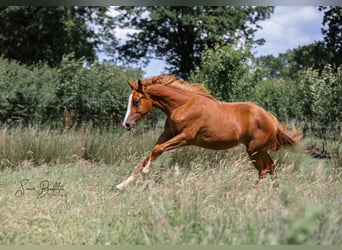 American Quarter Horse, Klacz, 1 Rok, 164 cm, Kasztanowata