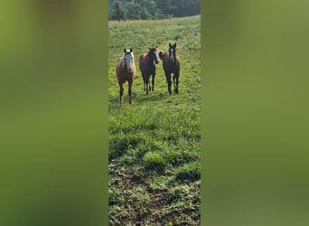 American Quarter Horse, Klacz, 1 Rok, Ciemnogniada