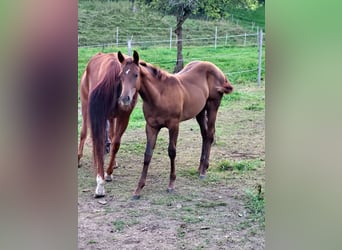 American Quarter Horse, Klacz, 1 Rok, Ciemnokasztanowata