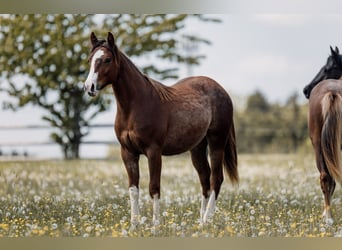 American Quarter Horse, Klacz, 1 Rok, Ciemnokasztanowata
