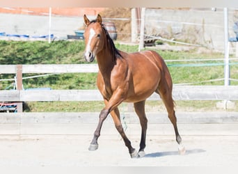 American Quarter Horse, Klacz, 1 Rok, Gniada
