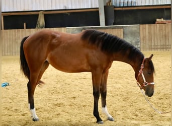 American Quarter Horse, Klacz, 1 Rok, Gniada