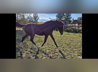 American Quarter Horse, Klacz, 1 Rok, Gniada