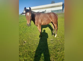 American Quarter Horse, Klacz, 1 Rok, Gniada
