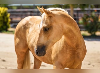 American Quarter Horse, Klacz, 1 Rok, Izabelowata