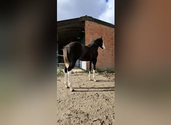 American Quarter Horse, Klacz, 1 Rok, Kara