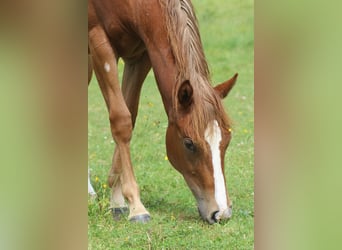 American Quarter Horse, Klacz, 1 Rok, Kasztanowata