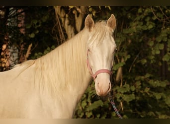 American Quarter Horse, Klacz, 1 Rok, Perlino