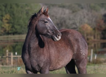 American Quarter Horse, Klacz, 1 Rok, Siwa