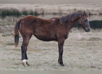 American Quarter Horse, Klacz, 1 Rok, Siwa