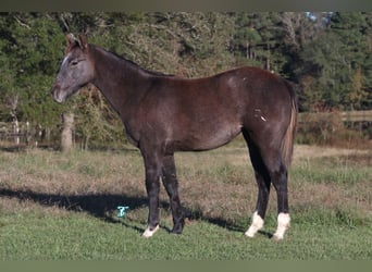 American Quarter Horse, Klacz, 1 Rok, Siwa