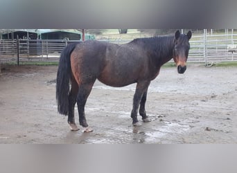American Quarter Horse, Klacz, 20 lat, 145 cm, Ciemnogniada
