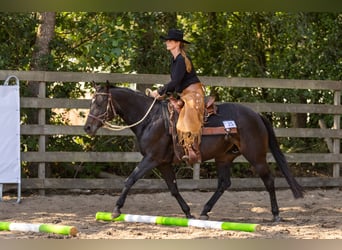 American Quarter Horse, Klacz, 20 lat, 150 cm, Ciemnogniada