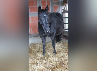 American Quarter Horse, Klacz, 20 lat, 150 cm, Kara