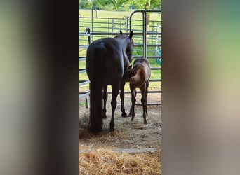 American Quarter Horse, Klacz, 20 lat, 150 cm, Kara