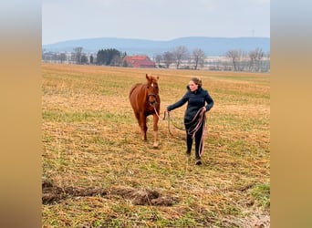 American Quarter Horse, Klacz, 20 lat, 159 cm, Kasztanowata