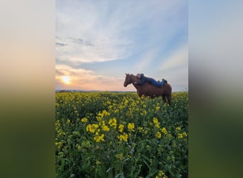 American Quarter Horse, Klacz, 20 lat, 159 cm, Kasztanowata