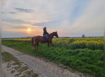 American Quarter Horse, Klacz, 20 lat, 159 cm, Kasztanowata
