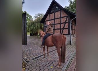 American Quarter Horse, Klacz, 20 lat, 159 cm, Kasztanowata