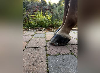American Quarter Horse, Klacz, 20 lat, 159 cm, Kasztanowata