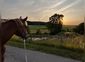 American Quarter Horse, Klacz, 20 lat, 159 cm, Kasztanowata