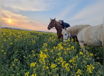 American Quarter Horse, Klacz, 20 lat, 159 cm, Kasztanowata