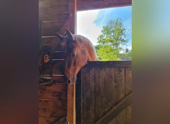 American Quarter Horse, Klacz, 20 lat, 159 cm, Kasztanowata