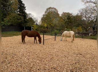 American Quarter Horse, Klacz, 20 lat, 159 cm, Kasztanowata