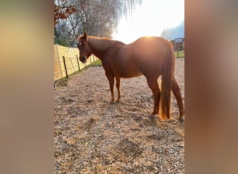 American Quarter Horse, Klacz, 20 lat, 159 cm, Kasztanowata