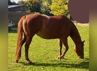 American Quarter Horse, Klacz, 20 lat, 159 cm, Kasztanowata
