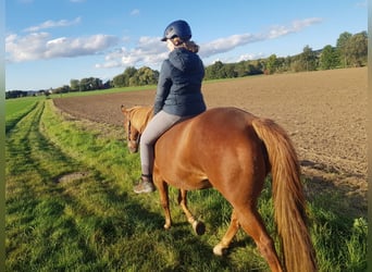 American Quarter Horse, Klacz, 20 lat, 159 cm, Kasztanowata