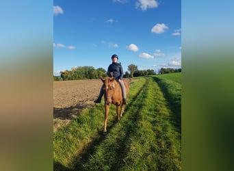 American Quarter Horse, Klacz, 20 lat, 159 cm, Kasztanowata